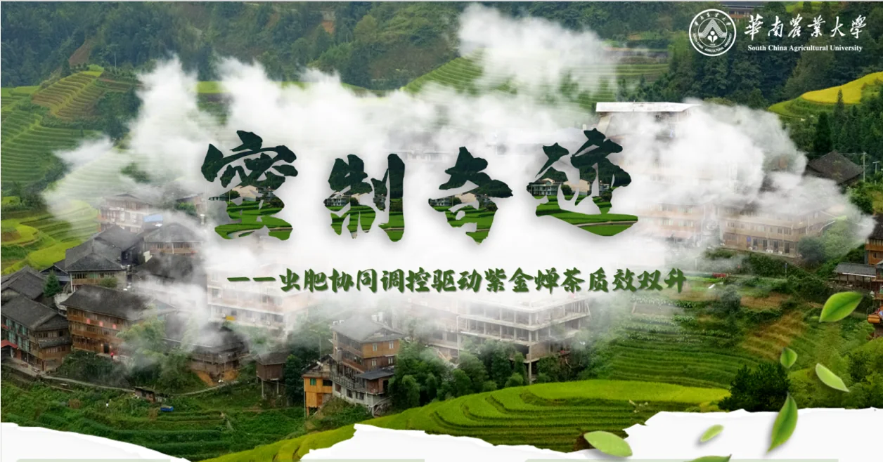 团队在紫金蝉茶加工现场开展调研